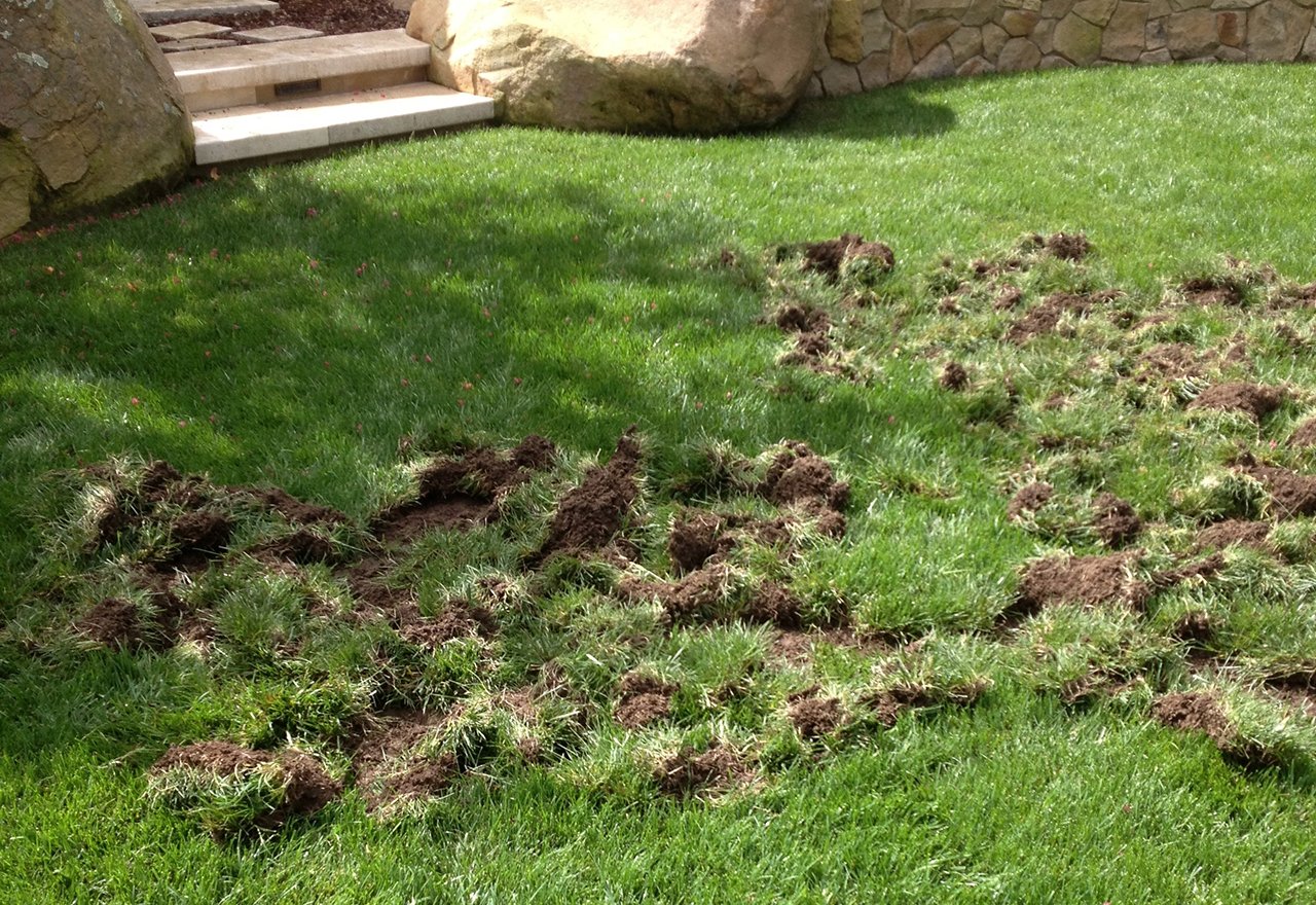 How to Stop Animals from Digging up the Lawn